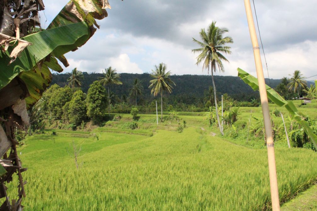 Agriculture Indonesia agri indonesia