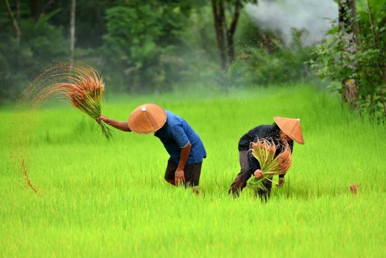 Agricultural Indonesia