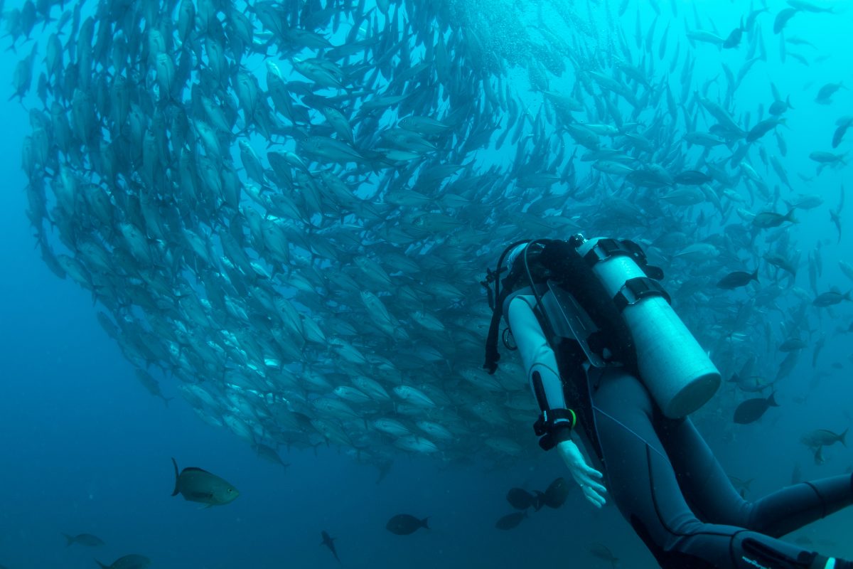 diving business bali