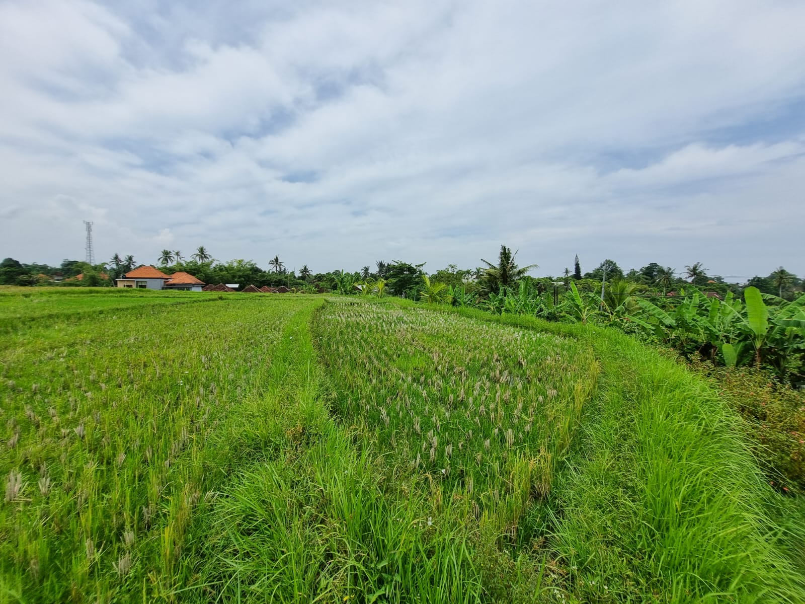 Land For Sale: 20 Are – Sibang Gede